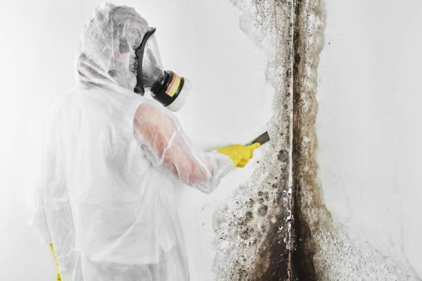Best Professional Mold Removal  in Broad Creek, NC