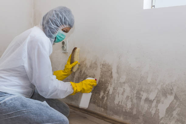 Best Certified Mold Removal  in Broad Creek, NC