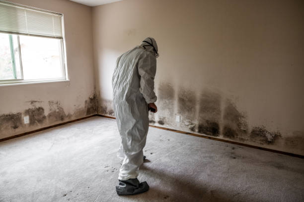 Mold Removal Process in Broad Creek, NC