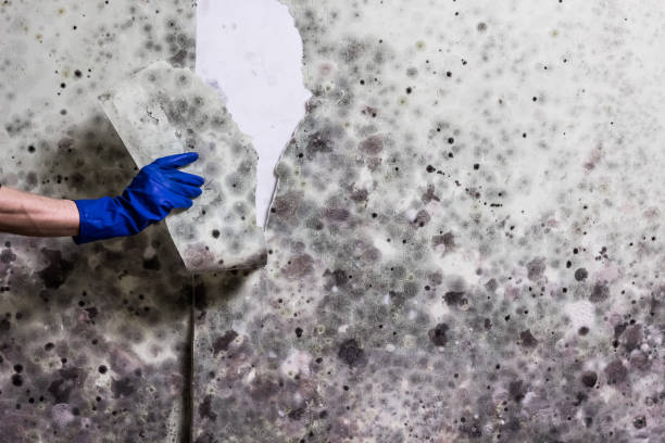 Best Mold Remediation  in Broad Creek, NC
